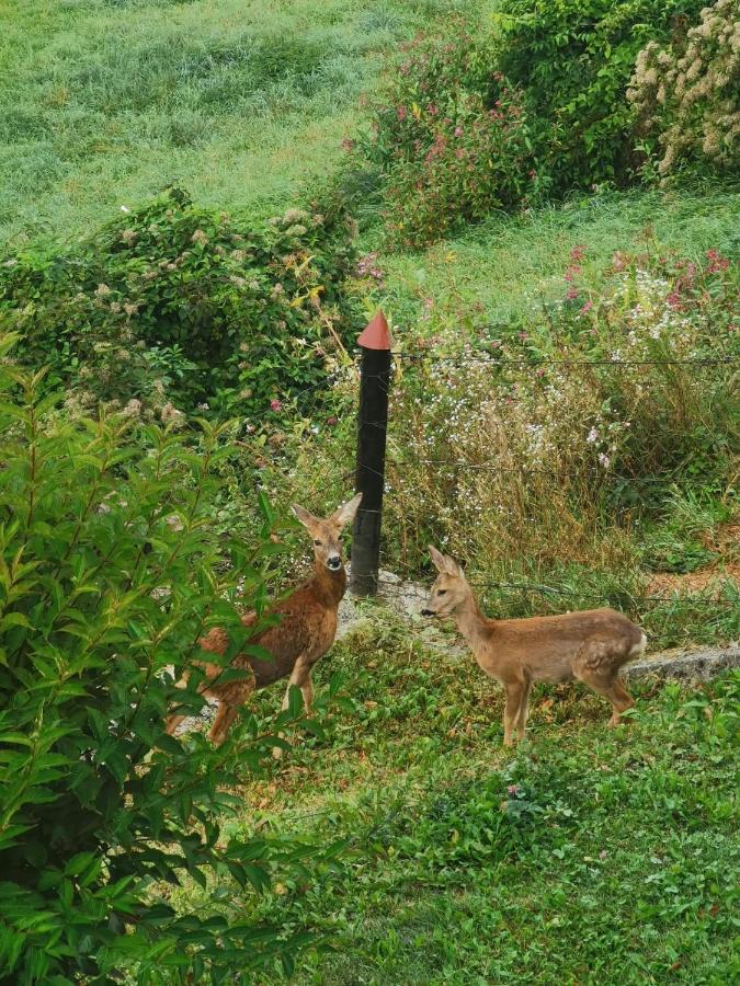 Ferienwohnung Im Nationalpark Gesaeuse Hieflau Exteriér fotografie